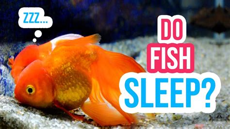 Do fish ever sleep?