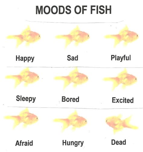 Do fish feel emotions?