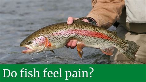 Do fish feel pain when hooked?