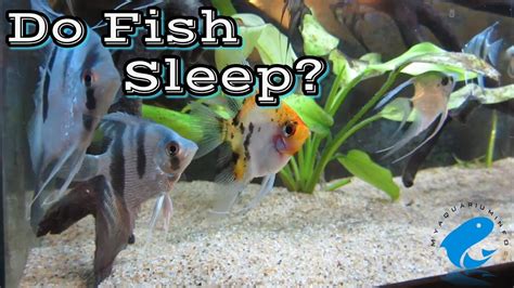 Do fish feel sleep?