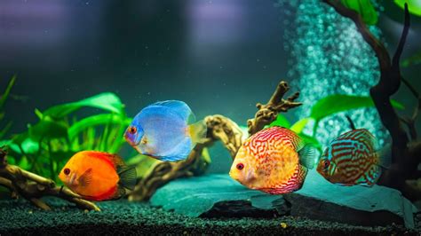 Do fish get bored living in a tank?