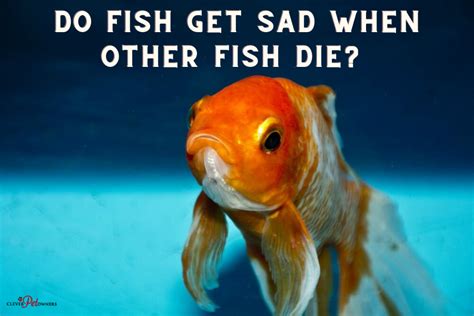 Do fish get emotional?