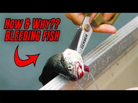 Do fish get scared when caught?