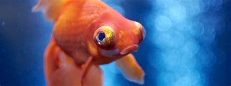 Do fish get stressed when you touch them?