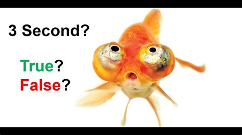 Do fish have a 3 second memory?
