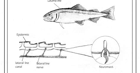 Do fish have a sixth sense?