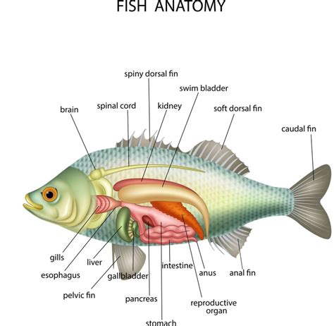 Do fish have body language?