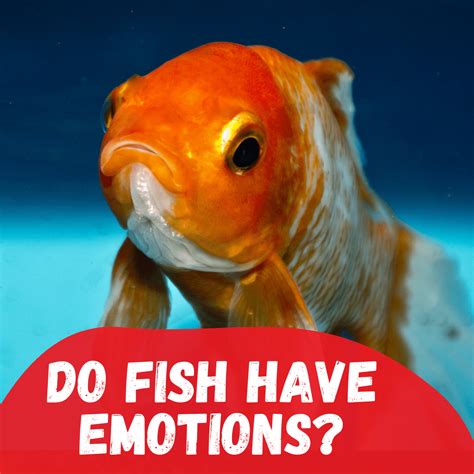 Do fish have feelings too?