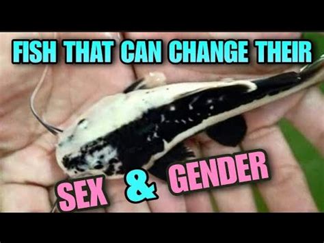 Do fish have genders?