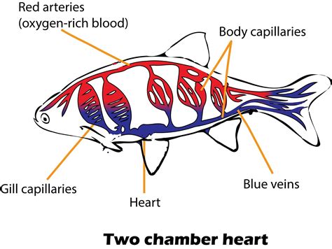 Do fish have hearts?