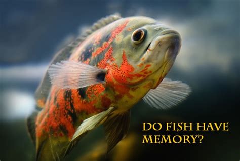 Do fish have memory?