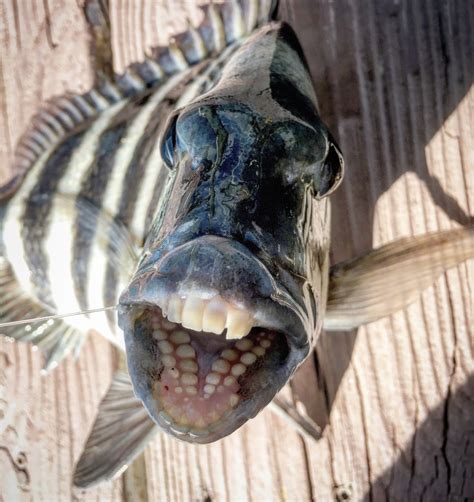Do fish have teeth?