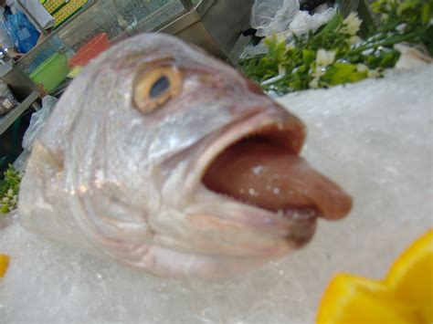 Do fish have tongues?