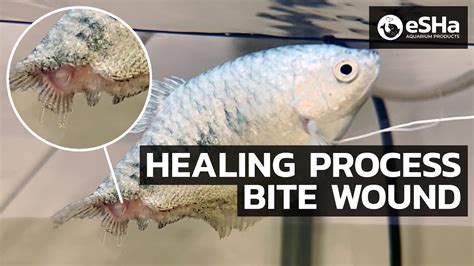 Do fish heal after being caught?