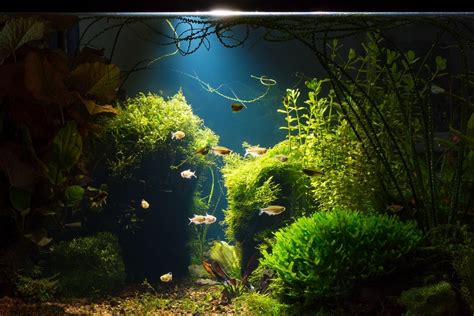 Do fish like light in their tank?