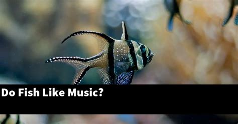 Do fish like music?