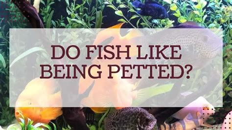Do fish like petting?