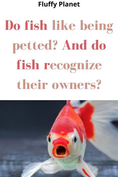 Do fish like to be petted?