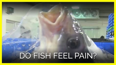 Do fish mouths feel pain?