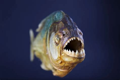 Do fish with teeth exist?