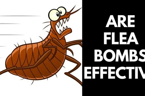 Do flea bombs really work?