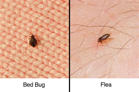 Do fleas bite humans in bed?