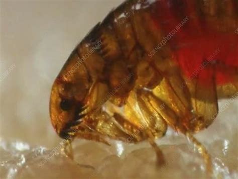 Do fleas eat humans?