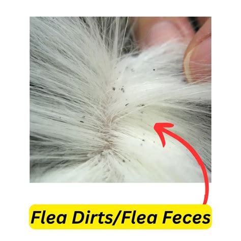 Do fleas feel pain?