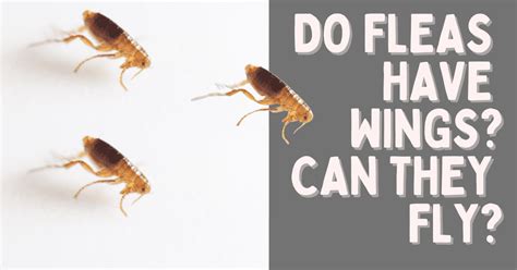 Do fleas fly or jump?
