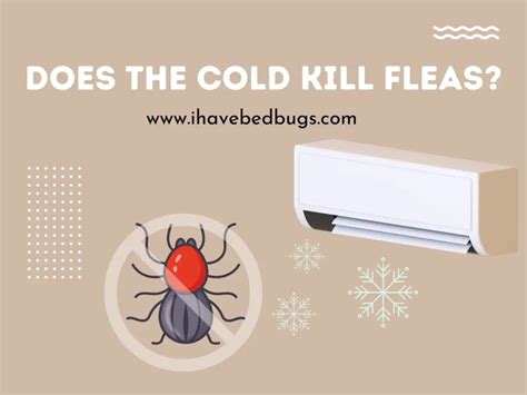 Do fleas hate cold air?
