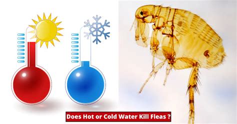 Do fleas hate hot or cold?