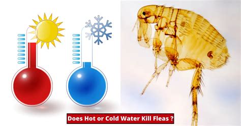 Do fleas hate hot water?