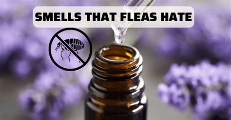 Do fleas hate lavender?