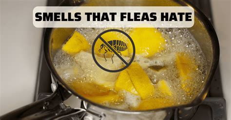 Do fleas hate lemon?
