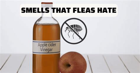 Do fleas hate the smell of apple cider vinegar?