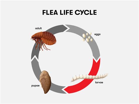 Do fleas have a natural enemy?