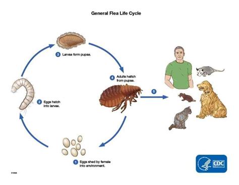 Do fleas lay eggs on humans?