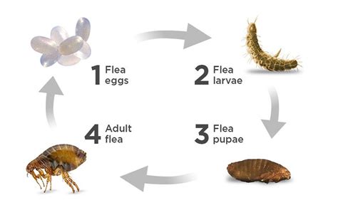 Do fleas lay their eggs on humans?