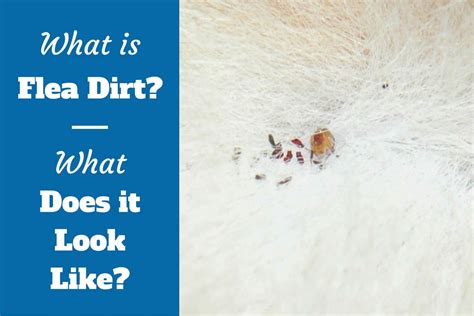 Do fleas prefer dirty or clean?