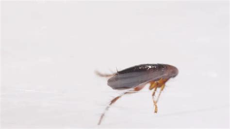 Do fleas prefer human blood?