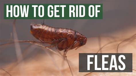 Do fleas respond to light?