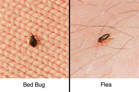 Do fleas stay on you after they bite?