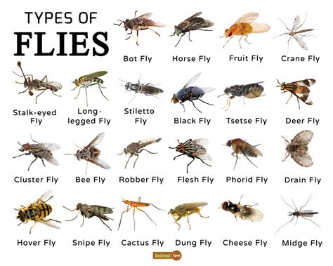 Do flies exist at night?