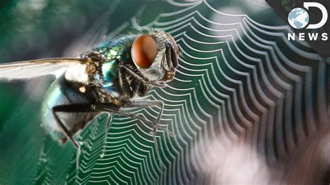 Do flies feel fear?