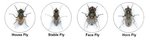 Do flies have blood?
