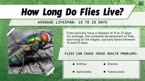 Do flies live for 3 days?