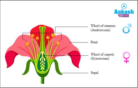 Do flowers have sexualities?