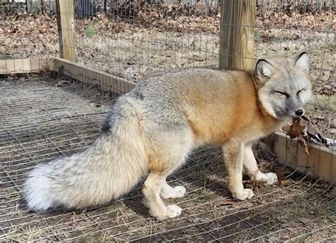 Do fox hybrids exist?