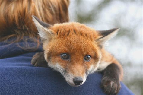 Do foxes like being pet?