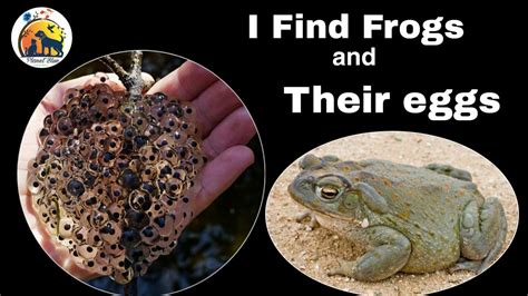 Do frog eggs need sunlight?